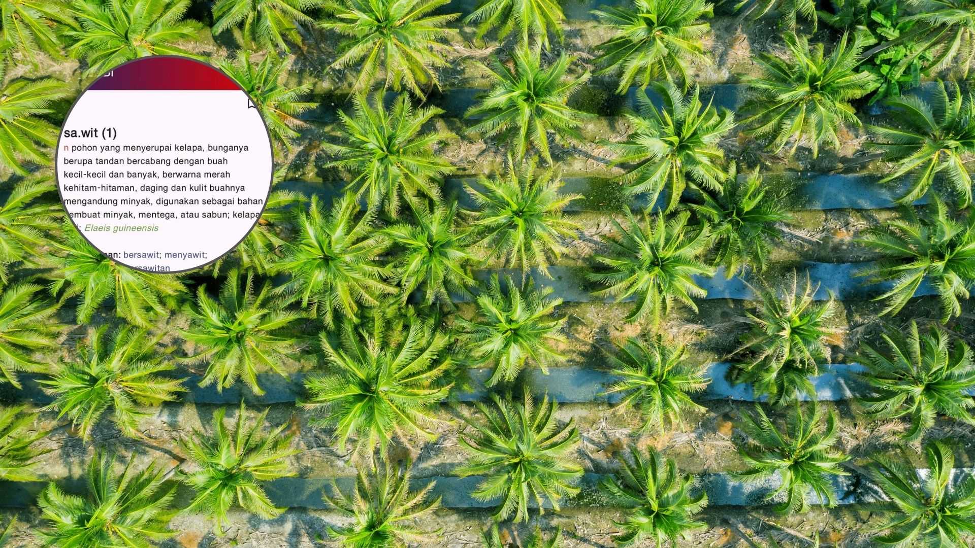 Sawit Jadi Pohon di KBBI, Ini Dampaknya ke Lingkungan